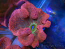 WYSIWYG Stichodactyla haddoni Rainbow ULTRA XXL