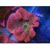 WYSIWYG Stichodactyla haddoni Rainbow ULTRA XXL
