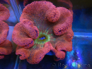 WYSIWYG Stichodactyla haddoni Rainbow ULTRA XXL