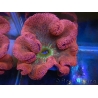 WYSIWYG Stichodactyla haddoni Rainbow ULTRA XXL
