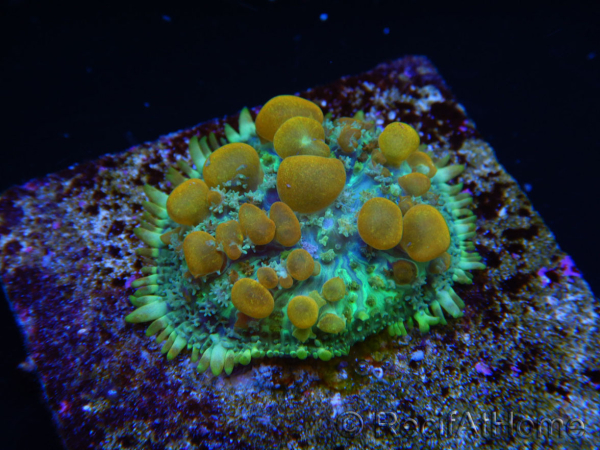 Nuclear bounce Rhodactis WYSIWYG