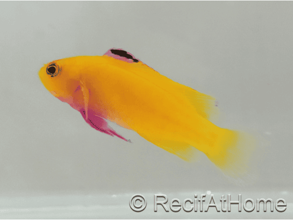 Gramma Dejongi M Elevage france EcoReef signature CB