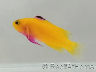 Gramma Dejongi M Elevage france EcoReef signature CB