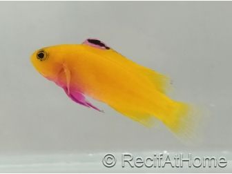 Gramma Dejongi M Elevage france EcoReef signature CB
