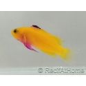Gramma Dejongi M Elevage france EcoReef signature CB