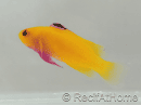 Gramma Dejongi M Elevage france EcoReef signature CB