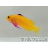 Gramma Dejongi M Elevage france EcoReef signature CB