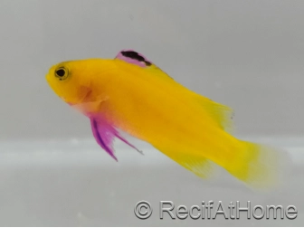 Gramma Dejongi M Elevage france EcoReef signature CB
