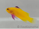 Gramma Dejongi M Elevage france EcoReef signature CB