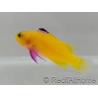 Gramma Dejongi M Elevage france EcoReef signature CB