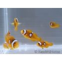Amphiprion percula Stylee Basta S Elevage Portugual