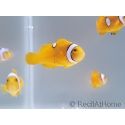 Amphiprion percula Stylee Basta S Elevage Portugual