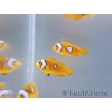 Amphiprion percula Stylee Basta S Elevage Portugual