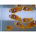 Amphiprion percula Stylee Basta S Elevage Portugual