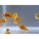 Amphiprion percula Stylee Basta S Elevage Portugual