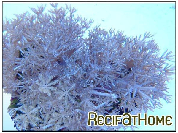 Xenia umbellata