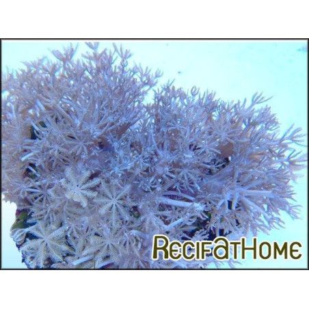 Xenia umbellata