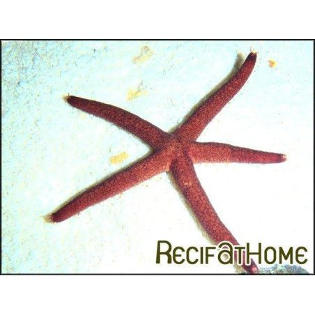 Echinaster sp