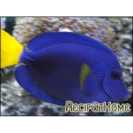 Zebrasoma xanthurum