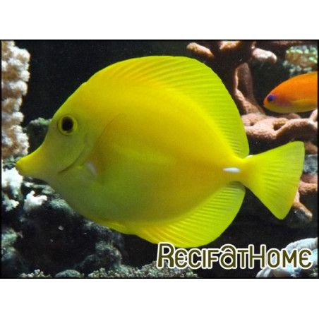Zebrasoma flavescens chirurgien jaune