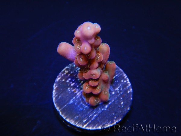 WYSIWYG-Acropora hyacinthus Pink 5C7