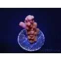 WYSIWYG-Acropora hyacinthus Pink 5C7
