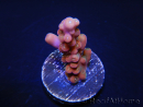 WYSIWYG-Acropora hyacinthus Pink 5C7