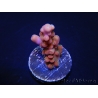 WYSIWYG-Acropora hyacinthus Pink 5C7