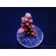 WYSIWYG-Acropora hyacinthus Pink 5C7
