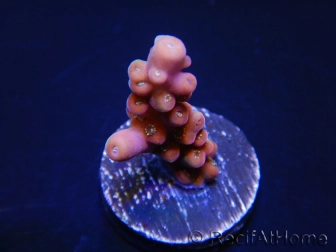 WYSIWYG-Acropora hyacinthus Pink 5C7
