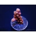 WYSIWYG-Acropora hyacinthus Pink 5C7