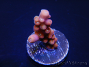 WYSIWYG-Acropora hyacinthus Pink 5C7