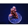 WYSIWYG-Acropora hyacinthus Pink 5C7