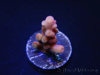 WYSIWYG-Acropora hyacinthus Pink 5C7