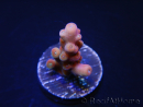 WYSIWYG-Acropora hyacinthus Pink 5C7