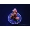 WYSIWYG-Acropora hyacinthus Pink 5C7