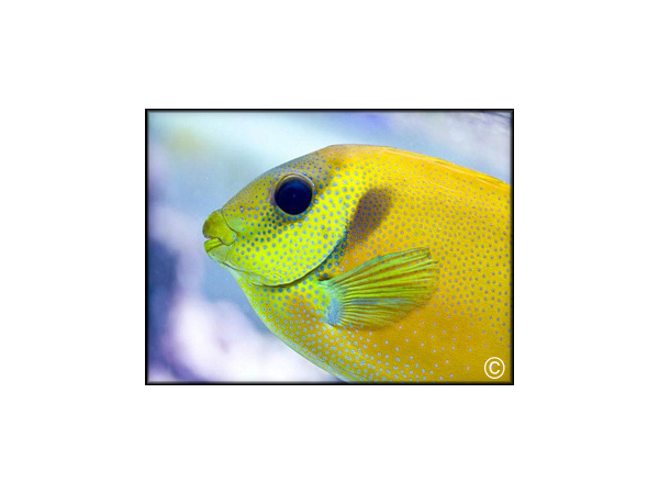 Siganus corallinus