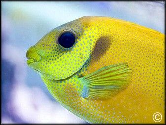 Siganus corallinus