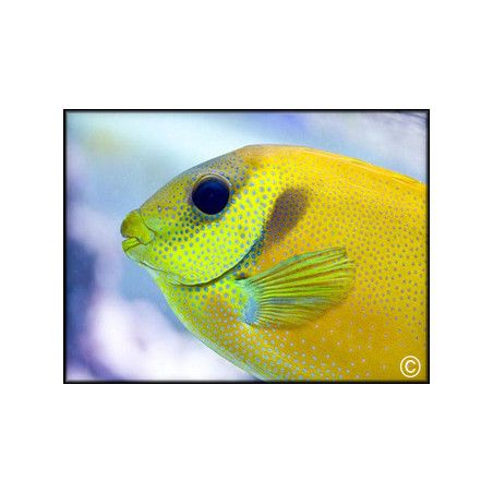 Siganus corallinus