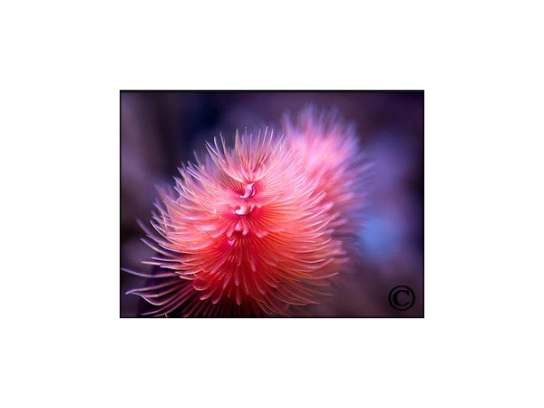 Protula bispiralis