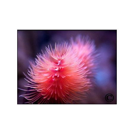 Protula bispiralis
