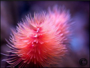 Protula bispiralis