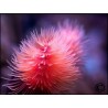 Protula bispiralis