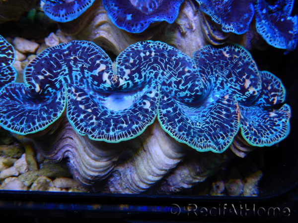 Tridacna maxima XL Bénitiers Grade A (10-12 cm)