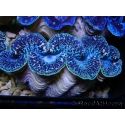 Tridacna maxima XL Bénitiers Grade A (10-12 cm)