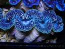 Tridacna maxima XL Bénitiers Grade A (10-12 cm)
