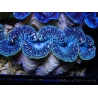 Tridacna maxima XL Bénitiers Grade A (10-12 cm)