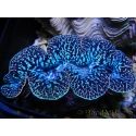 Tridacna maxima XL Bénitiers Grade A (10-12 cm)