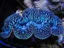 Tridacna maxima XL Bénitiers Grade A (10-12 cm)