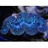 Tridacna maxima XL Bénitiers Grade A (10-12 cm)